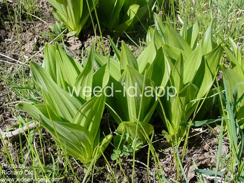 false-hellebore, California